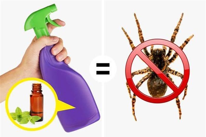 Dầu bạc hà là một loại thuốc chống côn trùng mạnh và hiệu quả nhưng nó có thể gây kích ứng da ở người và vật nuôi. Để tránh điều này, bạn nên pha dầu bạc hà với nước rồi xịt hỗn hợp này vào những nơi có côn trùng ẩn náu.