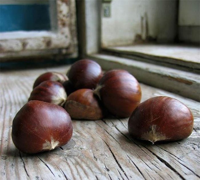 Đặt hạt dẻ xung quanh nhà: Một trong những loại thuốc chống côn trùng hiệu quả nhất (đặc biệt với nhện) là hạt dẻ. Vì thế, bạn có thể đặt hạt dẻ ở một số nơi như gần cửa ra vào, cửa sổ, tủ quần áo… để chống và đuổi côn trùng tốt hơn.