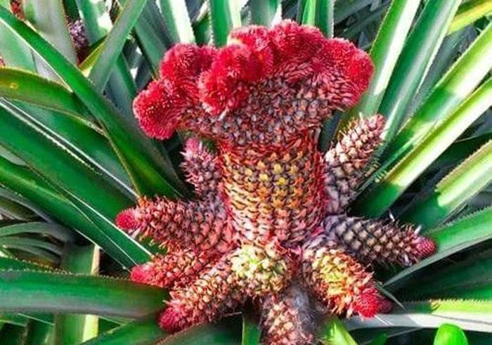 Khóm Phụng, loại cây kiểng độc lạ thường xuất hiện vào dịp tết.