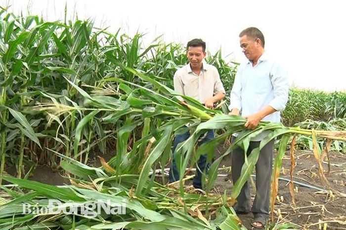 Ông Trung Vinh Phước, Giám đốc HTX Đông Tây (phải) đang chia sẻ về cây bắp làm thức ăn cho bò sữa là phải đủ 80 ngày trở lên và có hạt non. Ảnh:H.Lộc