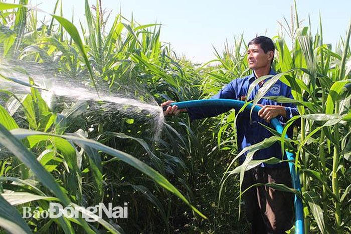 Nông dân Hồ Tấn Huy (ấp Cọ Dầu 1, xã Xuân Đông, huyện Cẩm Mỹ) đang tưới bắp trồng bán làm thức ăn chăn nuôi. Ảnh:H.Lộc