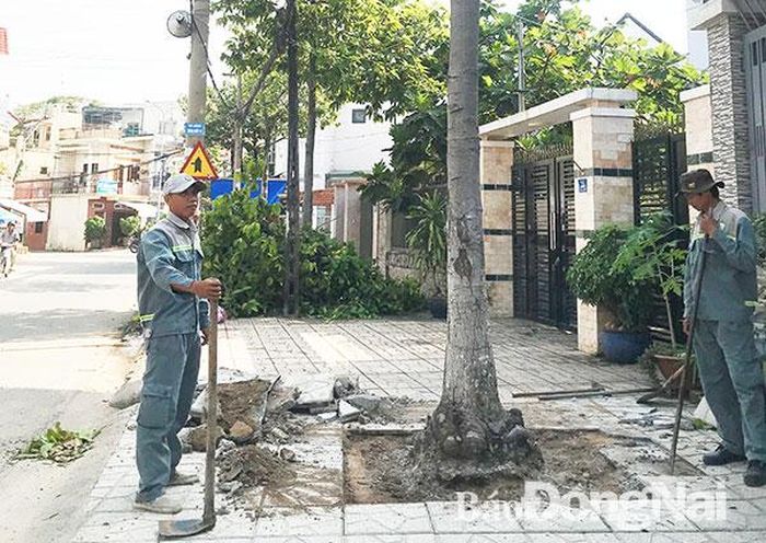 Lực lượng chức năng đang di dời một cây xanh trên đường Nguyễn Thành Đồng (phường Thống Nhất, TP.Biên Hòa). Ảnh: K.Liễu