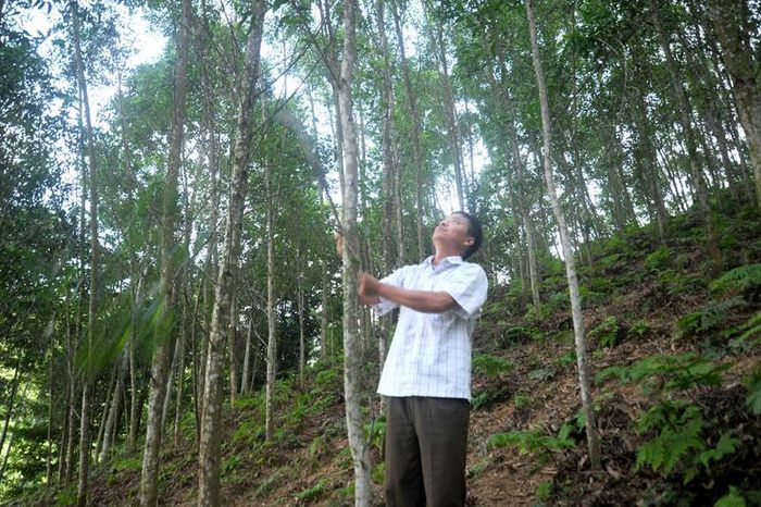 Rừng trồng theo quy trình FSC của Bí thư chi bộ, Trưởng thôn Sèn Văn Nam.