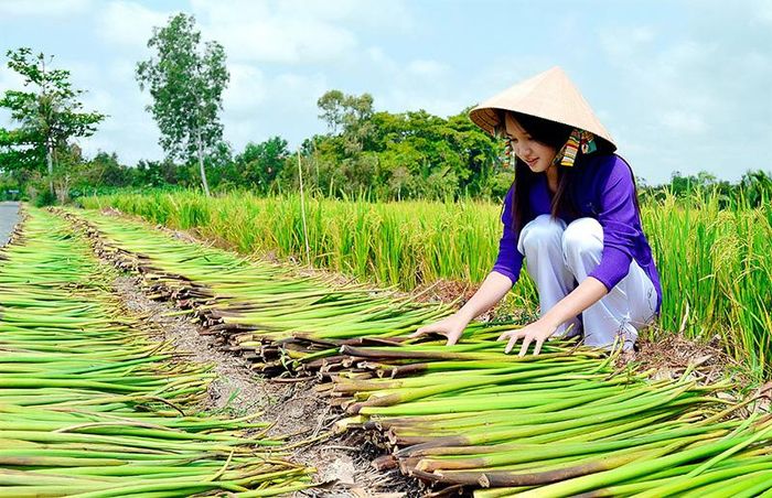 Thân sau đó được đem phơi khô.(ĐỒ HIẾU LIÊM – BẠC LIÊU)