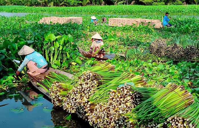 Công đoạn thu hoạch lục bình. (ĐỒ HIẾU LIÊM – BẠC LIÊU)