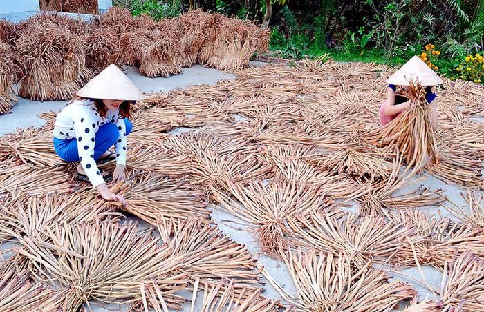 Sau khi hoàn toàn khô, thân lục bình đã sẵn sàng cho giai đoạn chế biến (ĐỒ HIẾU LIÊM – BẠC LIÊU)