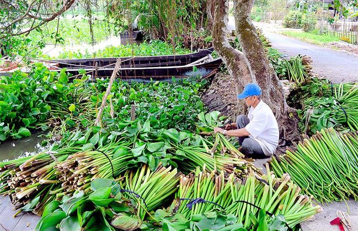 Sau khi thu hoạch lục bình được cắt tỉa lá để lấy thân. (ĐỒ HIẾU LIÊM – BẠC LIÊU)
