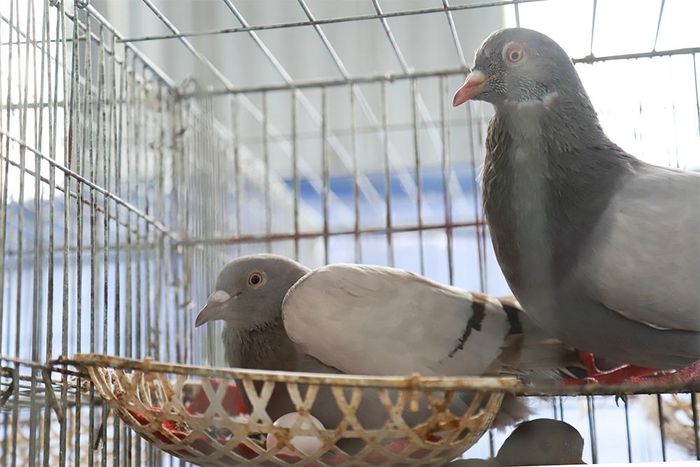 Trung bình mỗi cặp chim bồ câu Pháp giống đẻ từ 8 - 10 lứa/năm