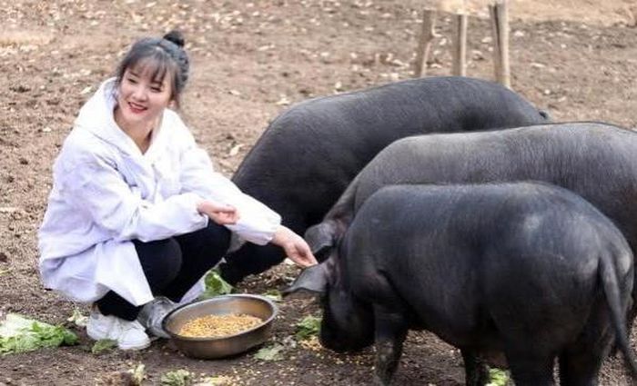 Sau nhiều năm chăm sóc, đàn lợn sinh lời đáng kể, cô nàng Chí Viễn cũng ngày càng thêm yêu công việc chăn nuôi của mình.