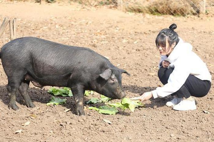 Mặc kệ lời bố nói, gia đình sốt ruột vì mãi không có mối duyên nào, Chí Viễn cho hay: "Nếu có một ngày gặp được người đàn ông của đời mình, tôi hy vọng anh ấy cũng yêu thích công việc nuôi lợn giống như tôi".