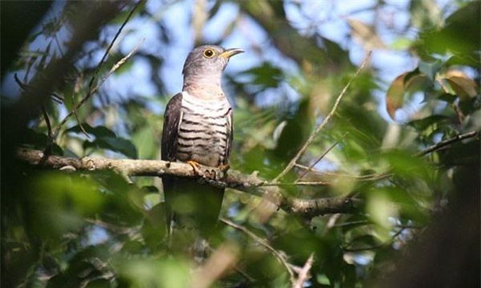  Trên thế giới, chim bắt cô trói cột phân bố ở châu Á, từ Pakistan, Ấn Độ, Sri Lanka đến Indonesia ở phía nam và Trung Quốc. Ảnh: thienduongcacanh. 