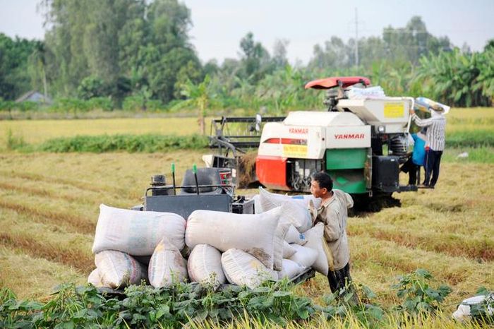 Thu hoạch lúa ở ĐBSCL Ảnh: Ngọc Trinh