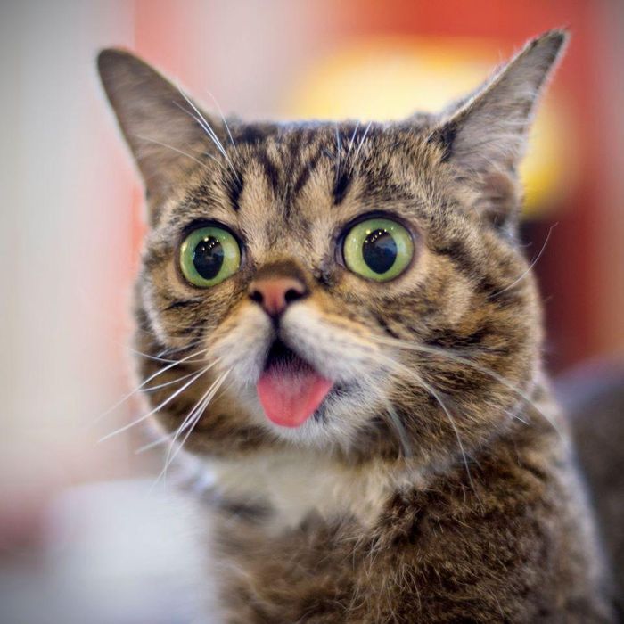 Đặc biệt, Lil Bub từng là nhân vật chính trong bộ phim tài liệu Lil Bub &amp; Friendz của Vice Media - nói về những con mèo nổi tiếng nhất trên mạng xã hội và góp mặt trong bài hát Meow The Jewels của Snoop Dogg, có album riêng mang tên Science &amp; Magic: A Soundtrack to the Universe.