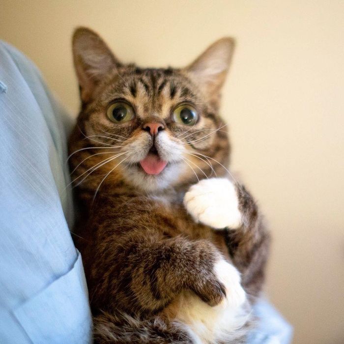 Vào hồi tháng 5 vừa qua, chú mèo cau có Grumpy Cat cũng qua đời khi vừa được 7 tuổi do nhiễm trùng đường tiểu.