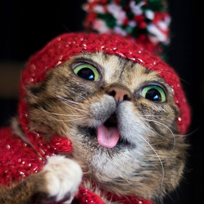  Khi được 2 tháng tuổi, những bức ảnh đầu tiên của Lil Bub được đăng tải lên Tumblr và bắt đầu được chú ý. Sau đó, cô mèo trở thành một trong những thú nuôi nổi tiếng trên mạng xã hội, cùng với chú mèo cau có (Grumpy Cat) và chú mèo chơi nhạc (Keyboard Cat). 