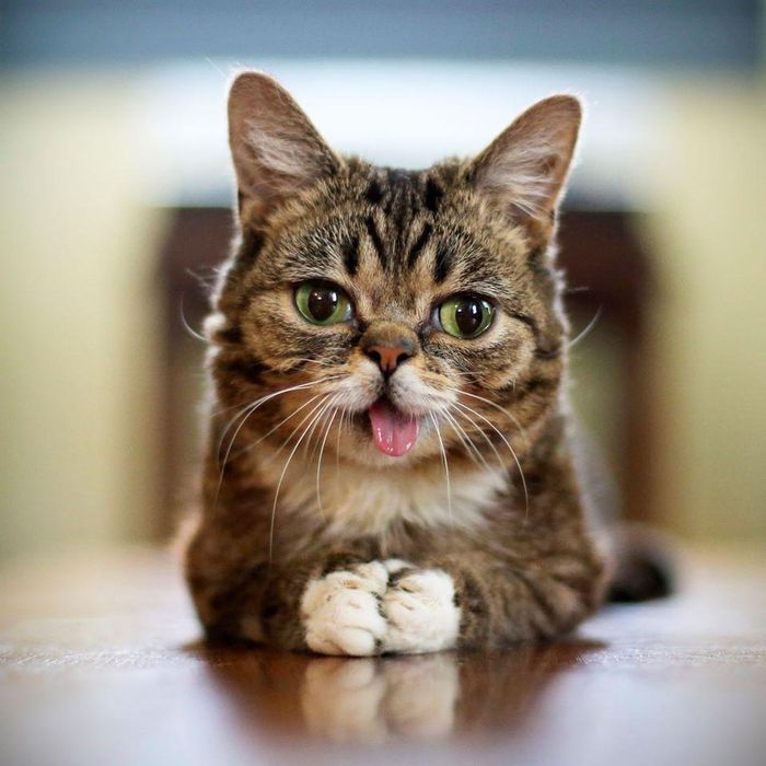 Được biết, Lil Bub chào đời vào tháng 6 năm 2011 và mắc hội chứng mèo lùn (chứng biến đổi gien khiến cơ thể không lớn được và mãi mãi nhìn như một con mèo con). Đặc biệt, cô mèo này không có răng hàm, do vậy lưỡi luôn thè ra nhìn rất đáng yêu.