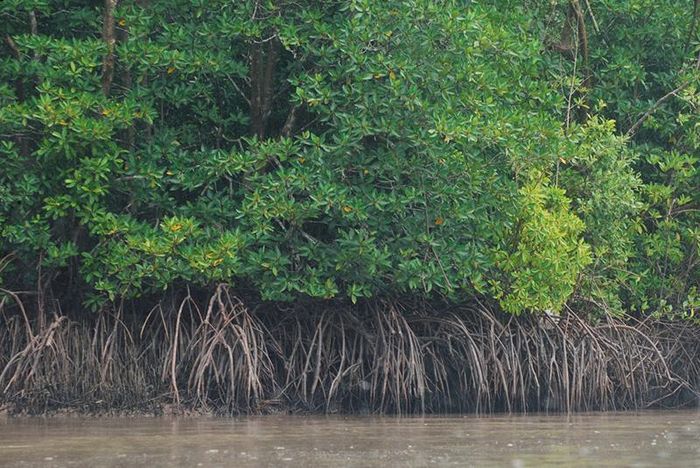 Cây đước có tên khoa học là Rhizophora apiculata Blume thuộc họ Rhizophoraceae. Đước là thực vật thân gỗ mọc thẳng, tròn với đường kính 30-45cm, màu nâu xám, chiều cao trung bình của đước từ 20-35m. Cây đước tập trung phân bổ ở vùng ven biển, đồng bằng ngập mặn, nơi có khí hậu nhiệt đới và cận nhiệt đới.