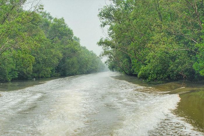 Đước một khi đã mọc thành rừng thì không có một loại cây nào có thể trồng xen kẽ vào được. Được ví như vệ sĩ bảo vệ bờ biển, cây đước là loài thực vật quan trọng trong việc phòng hộ, phục hồi các rừng ven biển ở Cà Mau, bảo vệ vùng bờ biển khỏi tình trạng xâm thực mặn, đồng thời chắn gió bão.