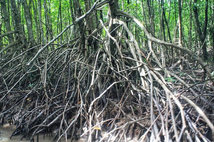 Sống trên bùn phèn ngập mặn nên bộ rễ của cây đước cũng rất đặc biệt để thích nghi với hoàn cảnh. Bộ rễ nhìn bề ngoài khá khổng lồ so với thân, chia làm hai phần là rễ cọc và rễ phụ. Rễ cọc chỉ có một, khá nhỏ, cắm thẳng xuống bùn. Ngược lại rễ phụ lại phát triển thành chùm, mọc từ phần thân gần gốc và bám chặt xuống chung quanh giữ cây vững chắc. Ngoài chức năng chống đỡ, rễ phụ còn có nhiệm vụ hút nước và chất dinh dưỡng trong đất.
