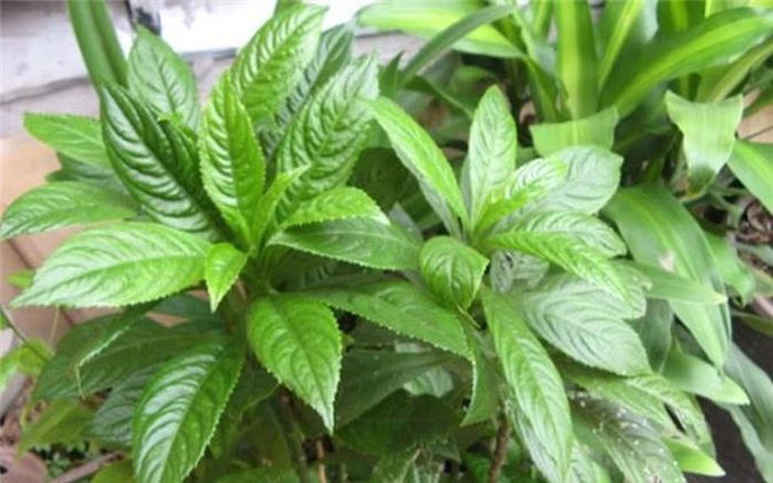 Cây xương sông trị tiêu đờm, viêm thanh quản: Cây xương sông ngoài tác dụng trị cảm sốt thì còn có công dụng tiêu đờm, trị khản tiếng, viêm thanh quản. Sử dụng lá non xương sông kết hợp với lá hẹ, rửa sạch, thái nhỏ, cho thêm ít đường, hấp cách thủy và trẻ uống nhiều lần trong ngày.