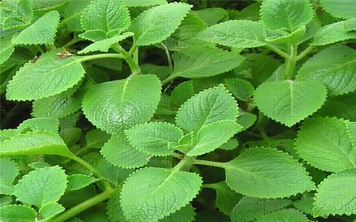 Lá húng chanh lợi phế, thông cổ: Sử dụng một nắm lá húng chanh, rửa sạch, mang thái nhỏ sau đó hấp cùng đường phèn hoặc mật ong. Để nguội rồi cho trẻ uống, mỗi ngày 2 lần.