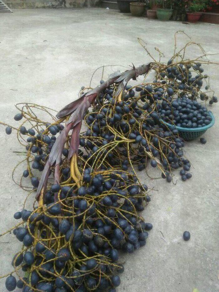 Cọ tươi vừa thu hoạch