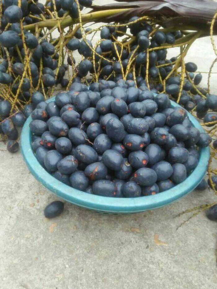 Cọ được bán với gián 55 - 80 nghìn đồng/kg tại Hà Nội.