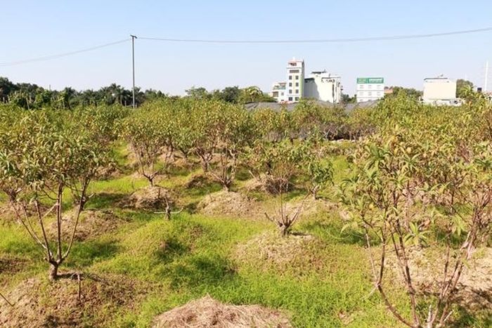 Không chỉ riêng nhà bà Quế, khu vườn đào này có khoảng 30 hộ gia đình cũng bị thiệt hại. 