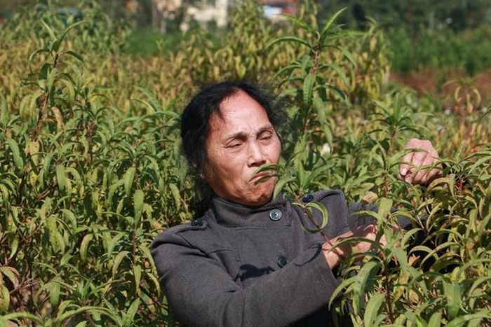 “Để có được cành đào cho Tết, chúng tôi phải vất vả chăm bón cả năm trời để được cây đào cho dịp tết. Bao nhiêu công sức, mồ hôi đổ vào vườn đào giờ đào biến thành củi mục hết rồi. Vụ Tết năm nay coi như mất trắng,” bà Huế chua xót. 