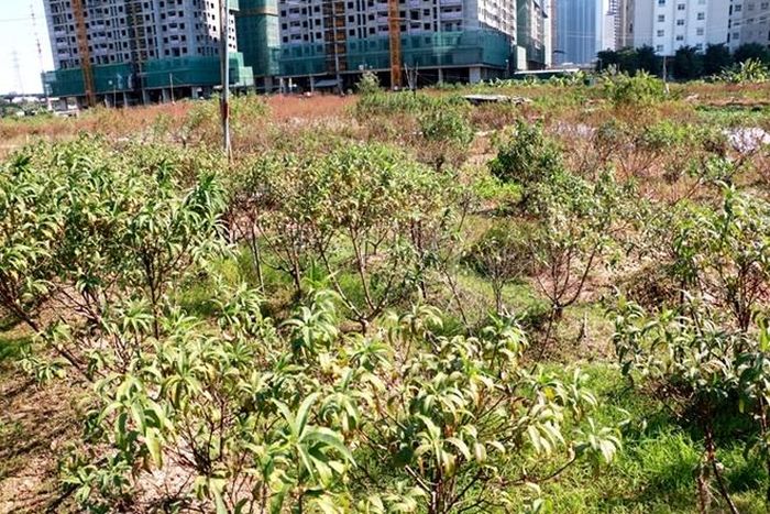 Bà Hoàng Thị Tuyết (tổ dân phố Nhật Tảo 1) trồng đào tại đây cho hay, gia đình bà trồng gần 500 cây đào cảnh để phục vụ Tết Nguyên đán, nhưng do đào bị ngập úng kéo dài đến nay đã chết khoảng 160 cây, ước tính thiệt hại gần 100 triệu đồng. 