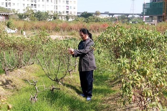 Bà Nguyễn Thị Quế (70 tuổi, trú tại tổ dân phố Nhật Tảo 2, phường Đông Ngạc, quận Bắc Từ Liêm, Hà Nội) cho hay, gia đình bà trồng gần 200 cây đào cảnh để phục vụ Tết Nguyên đán, nhưng do đợt mưa hồi cuối tháng 8, vườn đào bị ngập úng kéo dài khiến nhiều nhiều gốc đào không chịu được nước mà chết dần theo thời gian, ước tính thiệt hại hàng chục triệu đồng 