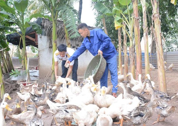  Chăm sóc đàn gia cầm tại đơn vị.
