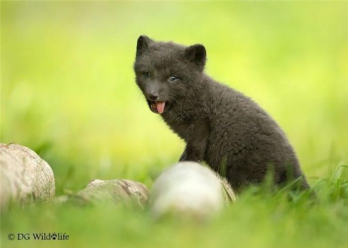 Cáo con ngộ nghĩnh lè lưỡi trêu ghẹo nhiếp ảnh gia. (Nguồn Bored Panda)
