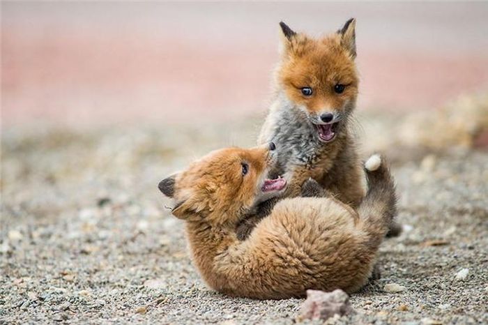 Khi rảnh rỗi, chị em cáo đỏ đùa nghịch cùng với nhau. (Nguồn Bored Panda)