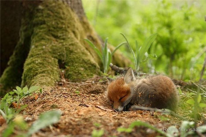 Khi ngủ, cáo con cuộn tròn lại như một con chó nhỏ. (Nguồn Bored Panda)