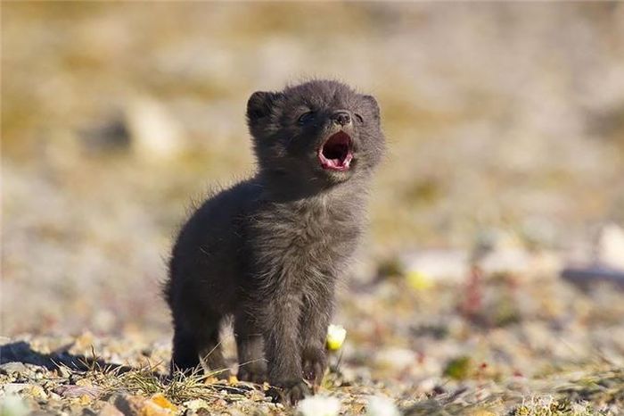 Bị mẹ gọi dậy quá sớm, cáo con ngáp ngắn ngáp dài. (Nguồn Bored Panda)