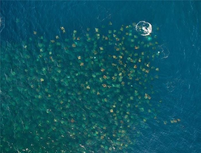  Đàn cá đuối bơi ngoài khơi bờ biển Baja, Mexico. (Nguồn: Telegraph) 