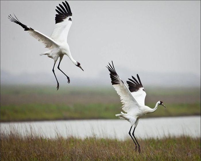  Sếu bay xuống kiếm ăn trong vườn quốc gia Aransas ở bang Texas, Mỹ. (Nguồn: Telegraph)