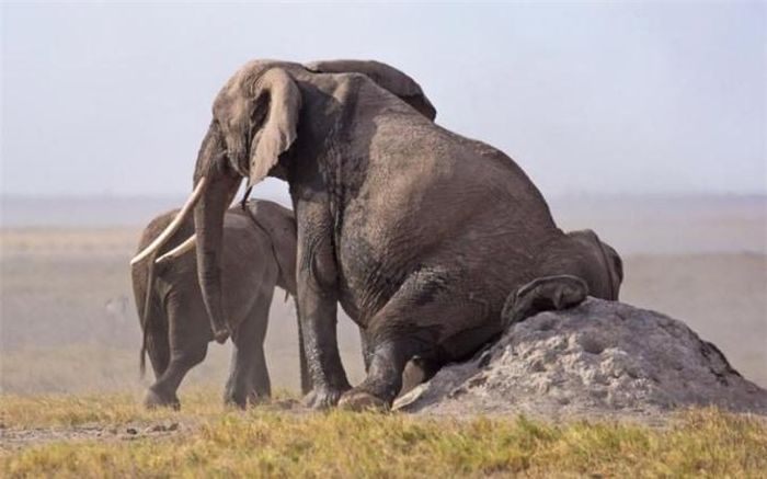  Voi cọ mông vào một đống đất để gãi ngứa trong vườn quốc gia Amboseli ở Kenya. (Nguồn: Telegraph) 