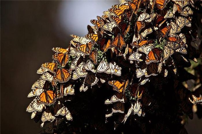  Hàng nghìn con bướm chúa đậu trên bãi biển Pismo ở bang California, Mỹ. (Nguồn: Telegraph) 