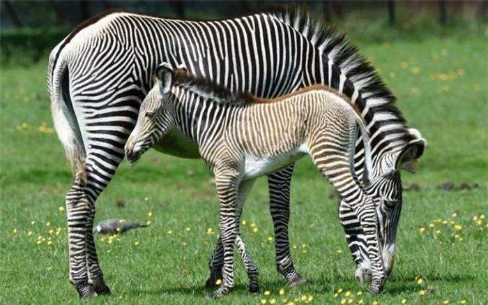  Hai mẹ con ngựa vằn gặm cỏ trong vườn thú ở Whipsnade, Anh. (Nguồn: Telegraph) 