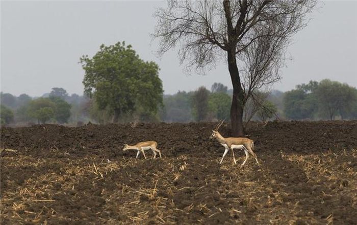  Hươu đi qua cánh đồng khô hạn tại vùng Marathwada, Ấn Độ. (Nguồn: Telegraph) 