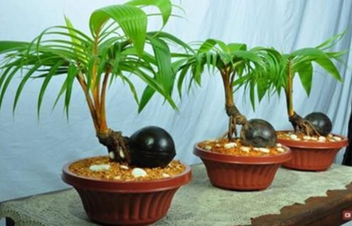 Trên một số trang mạng, dừa bonsai cũng đang được rao bán rầm rộ với giá từ 450.000 - 700.000 đồng/chậu. (Ảnh: Facebook) 