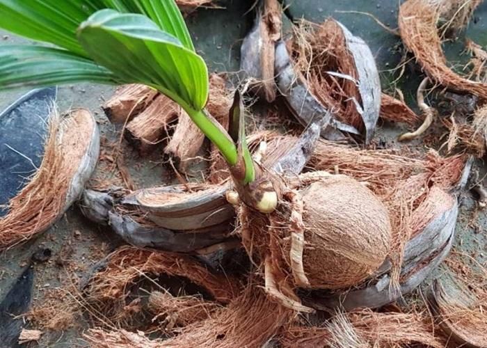  Những trái dừa khô để vài tháng nơi ẩm ướt là có thể lên mọng và mọc cây. (Ảnh: Khoeplus) 