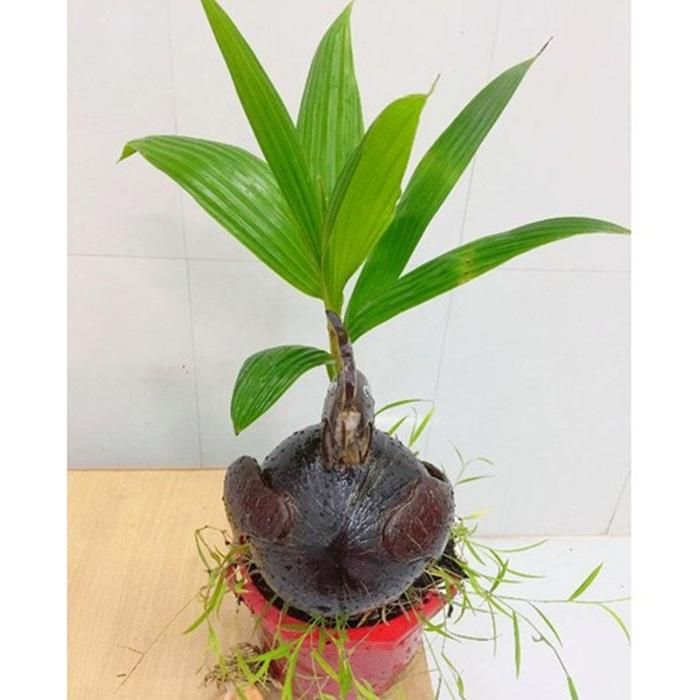  Anh Thanh Bình (Mê Linh, Hà Nội) cho biết rất thích loại bonsai dừa mini này. Anh đang tìm mua một chậu ưng ý để về chơi Tết năm nay. (Ảnh:Sendo) 