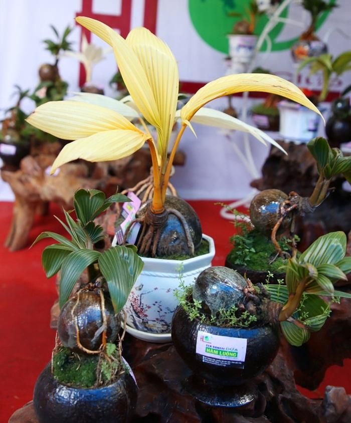  Đáng chú ý, một số cây dừa đột biến được bán với giá từ 1,5 triệu đồng đến 10 triệu đồng. (Ảnh: COngan) 