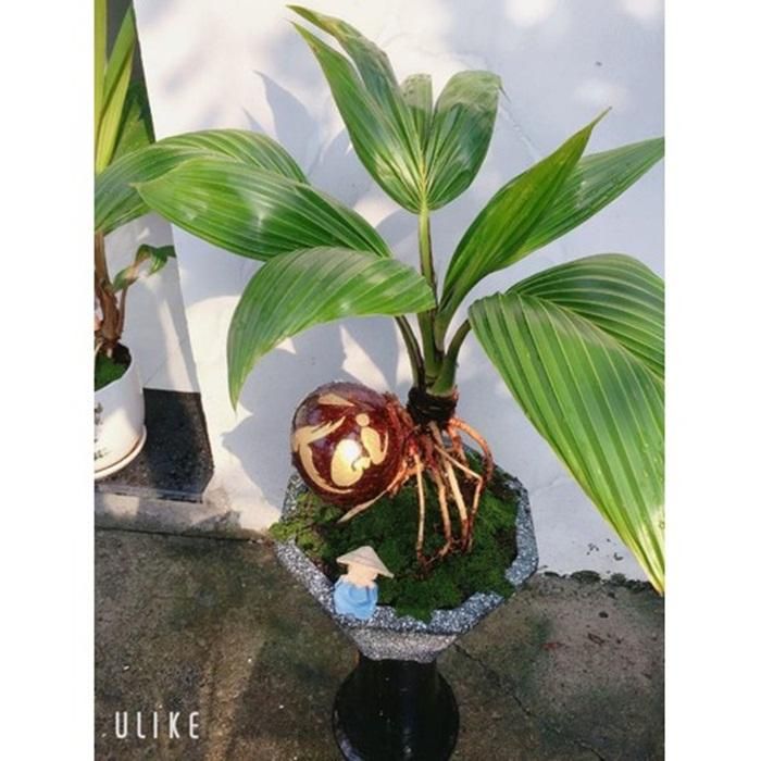  Theo anh Bình, cái hay của bonsai dừa là yếu tố tự nhiên. Trái dừa ra mộng với hình dạng rất riêng, không cây nào giống cây nào, bàn tay con người không thể uốn, sửa như các loại bonsai khác. (Ảnh:Sendo) 