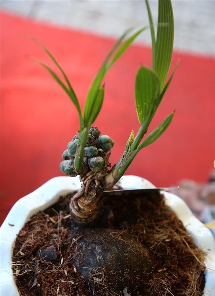  Theo các nghệ nhân, điểm lạ của bonsai dừa là phô diễn được vẻ đẹp của trái, bộ rễ và lá dừa. (Ảnh: Lao động) 
