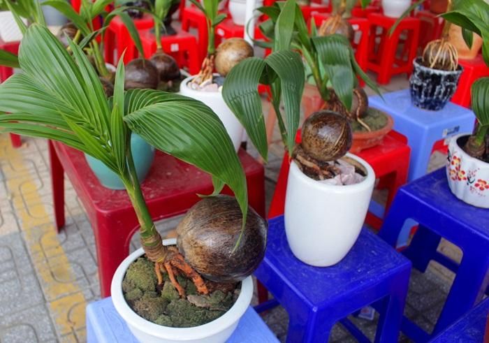  Các nghệ nhân cho biết, dừa bonsai thường không cho tắm nắng, không phun thuốc và bón phân, chỉ tưới nước để cây không phát triển. Nếu trồng ở đất, chăm bón thì cây có thể phát triển bình thường. (Ảnh: Congan) 
