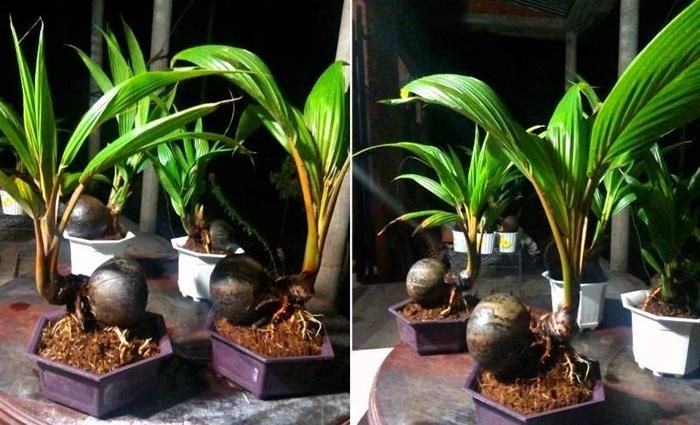  Dừa bonsai thuộc loài thực vật có hoa, thân gỗ dạng bụi do cây con đâm chồi từ gốc. (Ảnh:Khoeplus) 